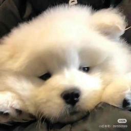 Candice Geng