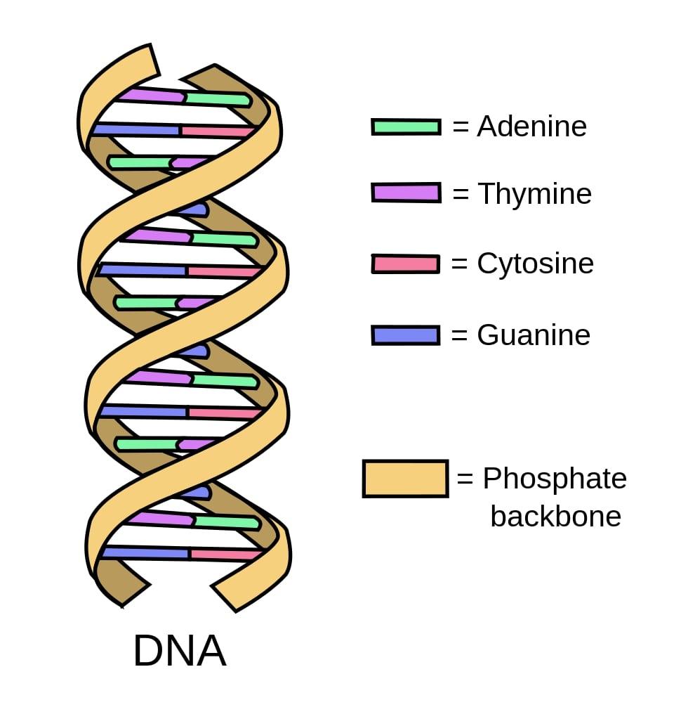 Portfolio item's cover image