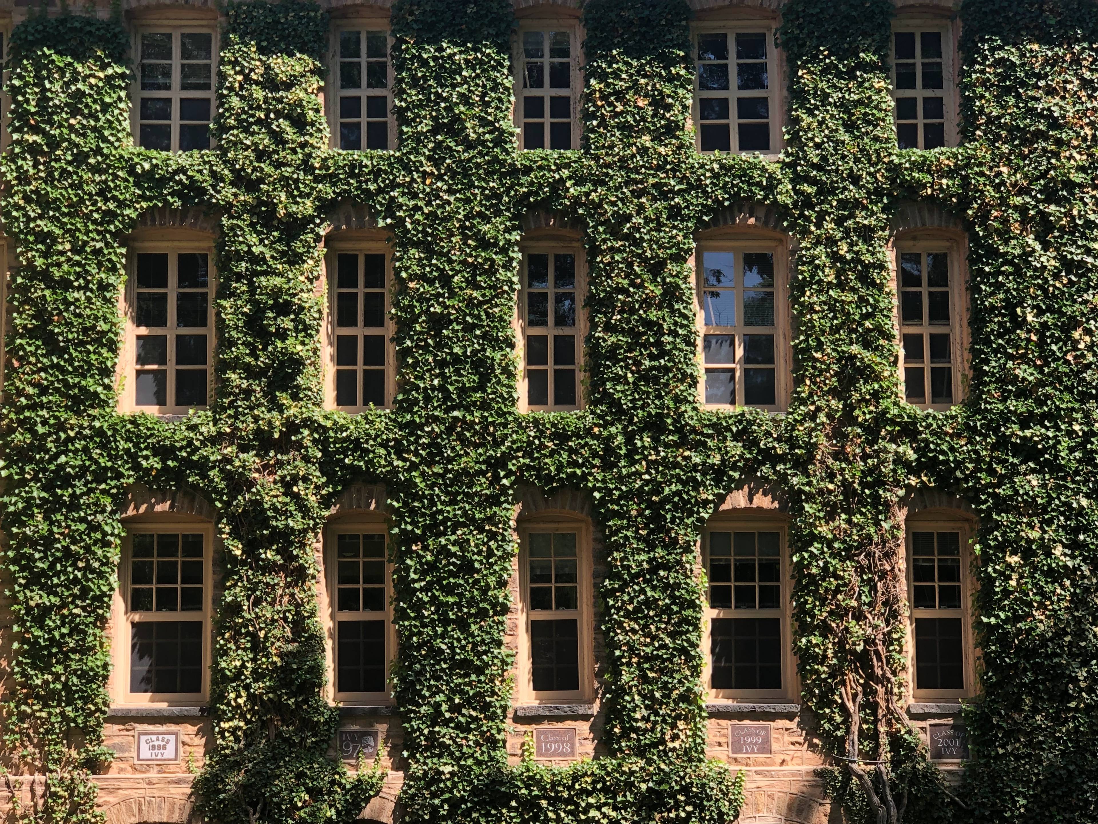 princeton covered in ivy